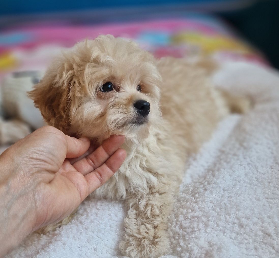 Pomapoo śliczny piesek hybryda pudel-szpic
