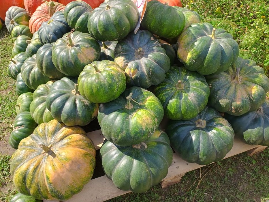 Dynia Muscat de Provence, 5kg, wysyłka olx