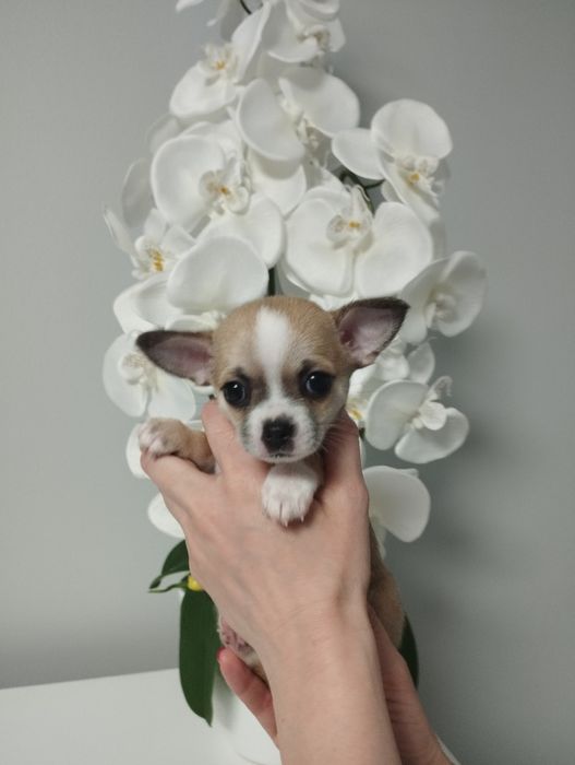 Chihuahua suczka BONITA