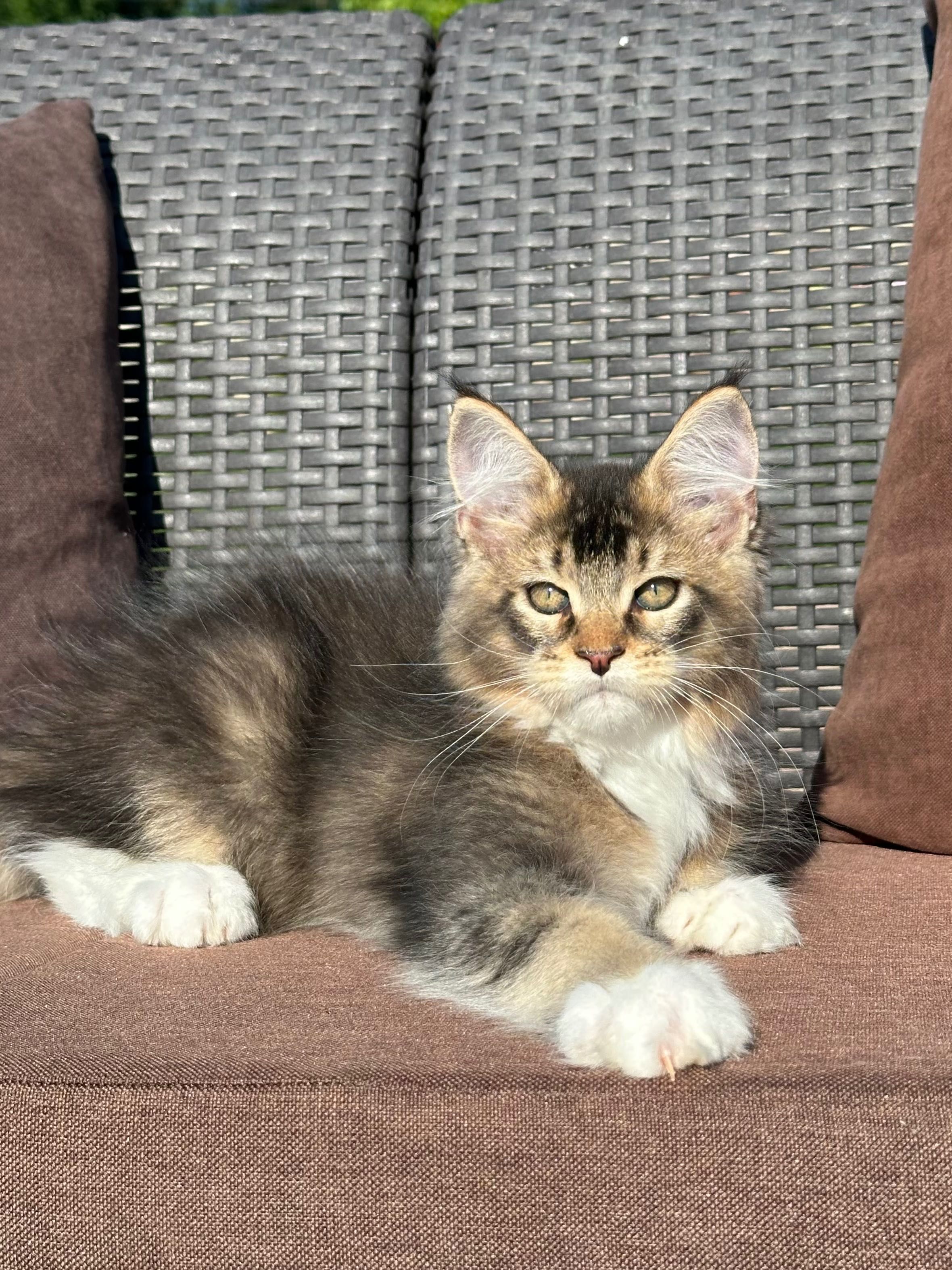 Stark-kocurek Maine Coon