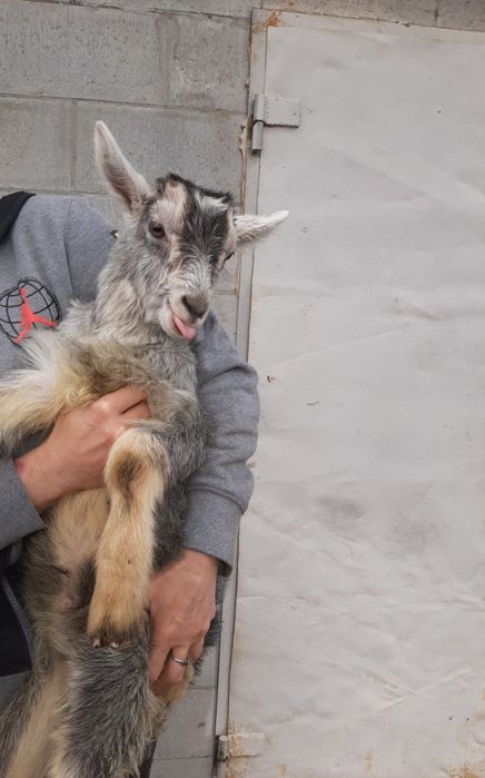 Одам породистого козлика.