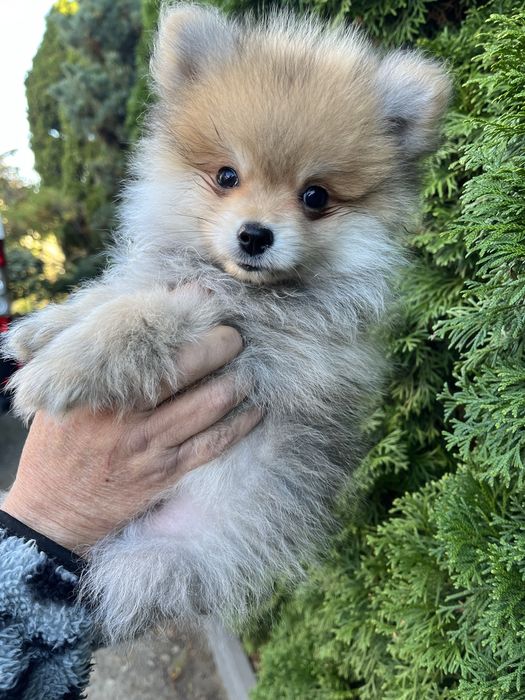 Szpic Pomeranian -Baxel