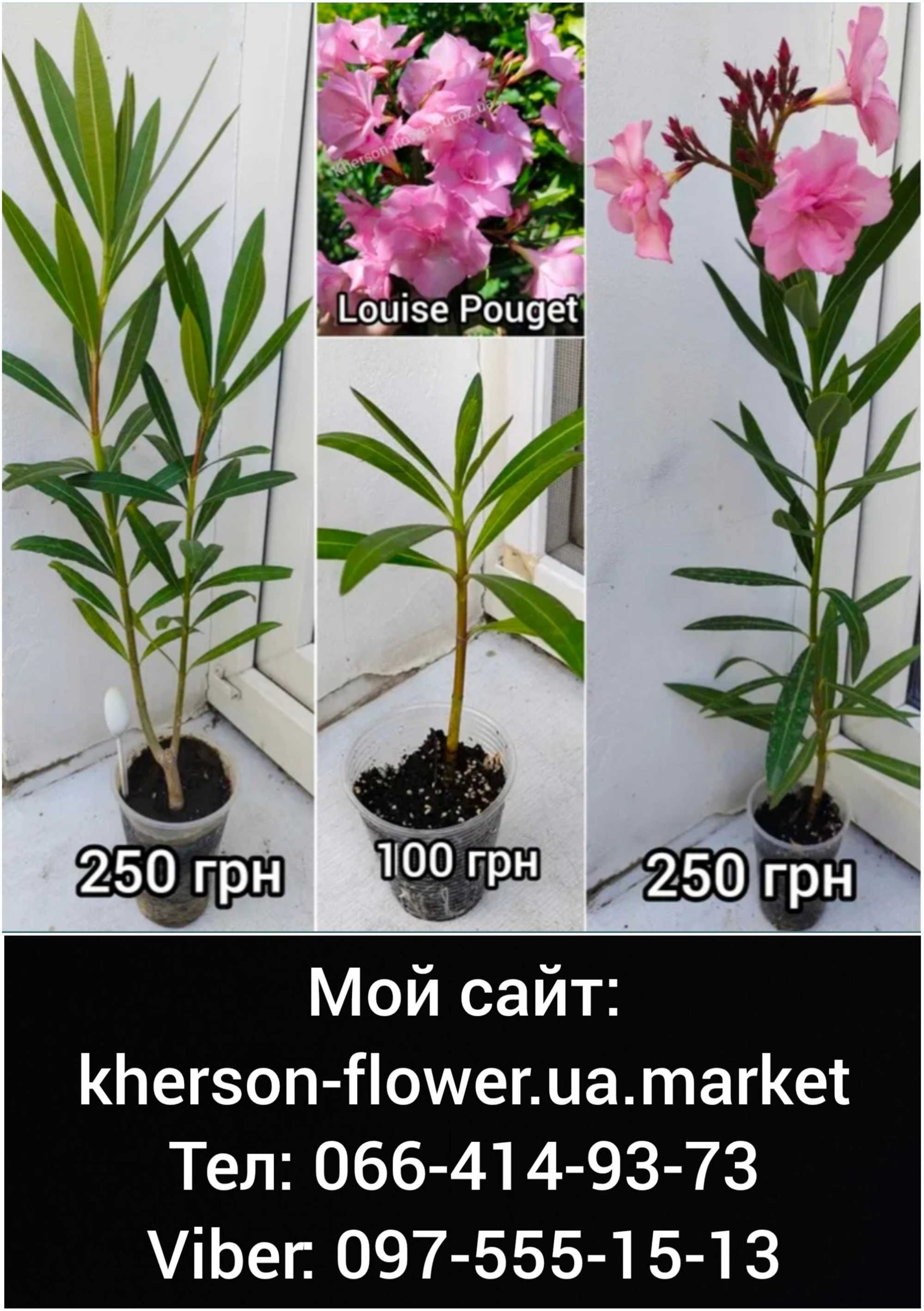 Олеандр махровый Apricot Queen