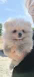 Spitz anão. Lulu da Pomerânia . Menino. Mini .Ursinho