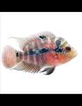Ciclideo Flowerhorn 6cm