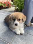 Welsh Corgi Pembroke piesek zkwp