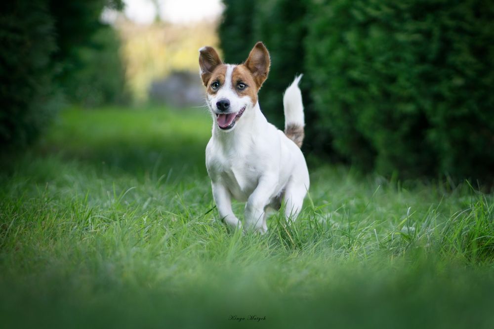 Suczka Jack Russell terrier nr 2/badania genetyczne/wyprawka