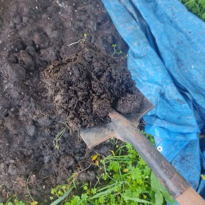 Estrume de cavalo selecionado/limpo