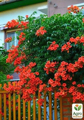 Кампсис ползучий . Прекрасно подходит для  создания тени в беседке!