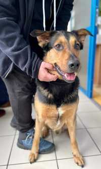 Pies znaleziony w Brzeźnie