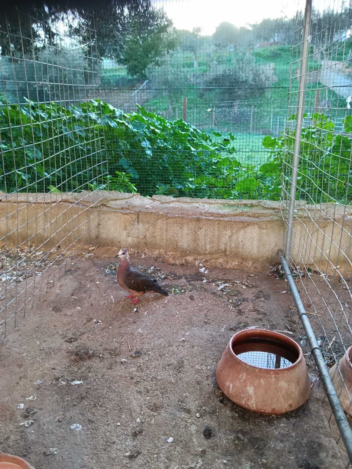Rolas larvata ou alamaquitas