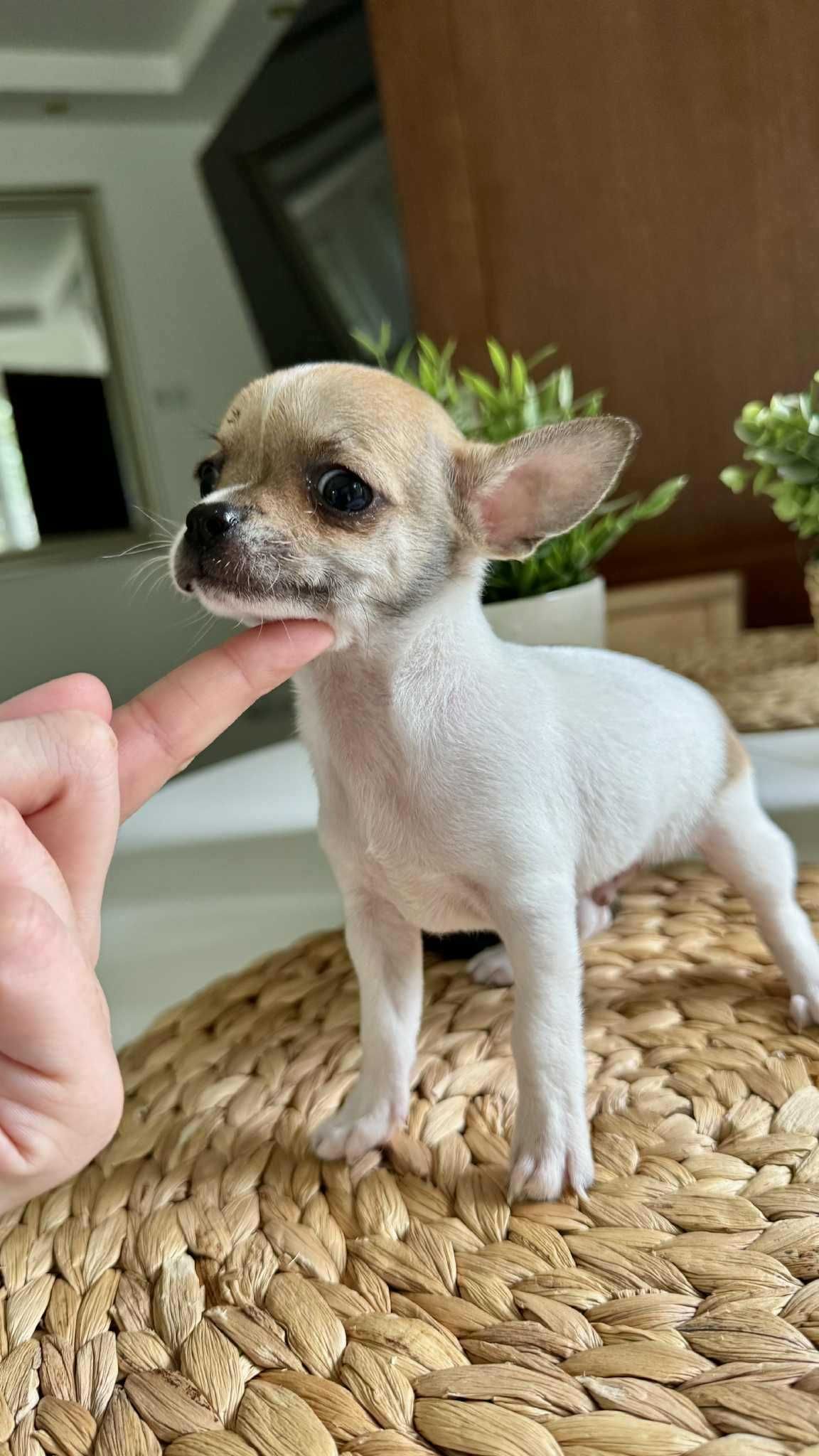 Piesek Chihuahua z Rodowodem Miniaturka 1,5kg