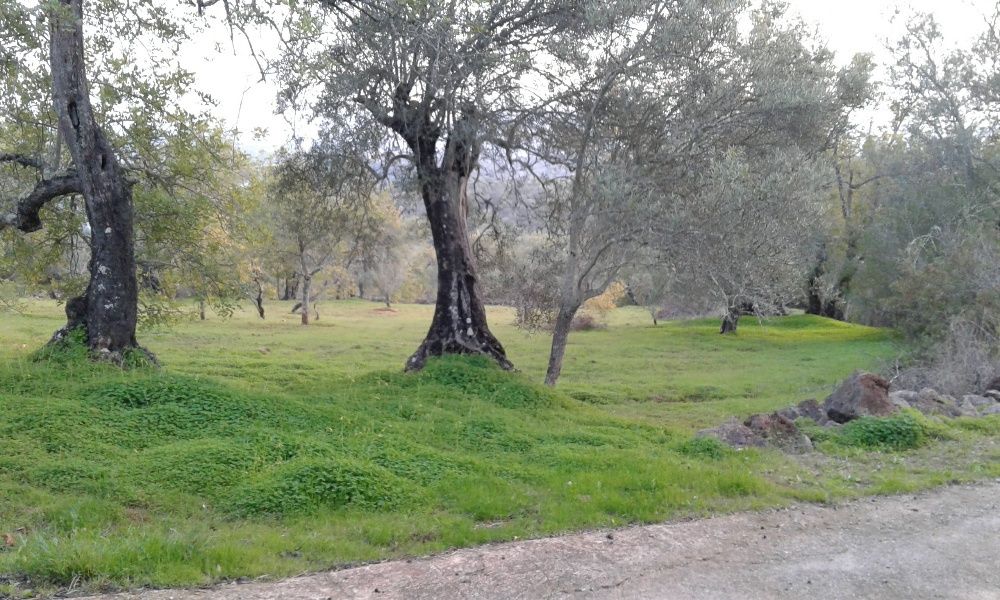 Vende-se casa e terreno