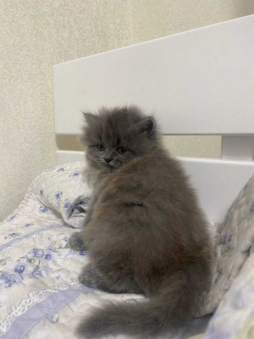 Котеня Британець