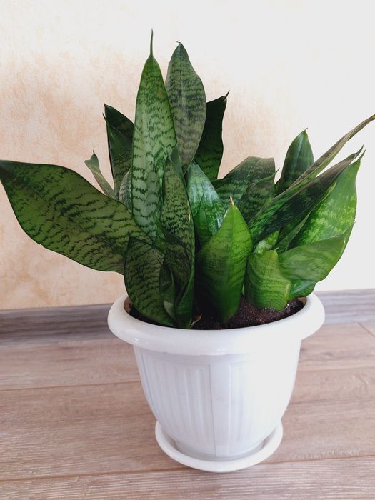 Сансевієрія Ханні в асортименті