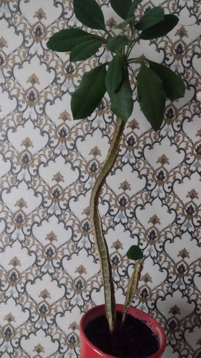 Вазон молочай біложилковий