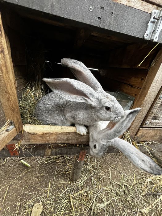 Króliki młode Belgi