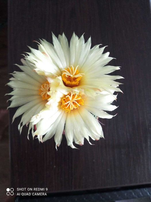 Coryphantha indensis   горщик 7х7