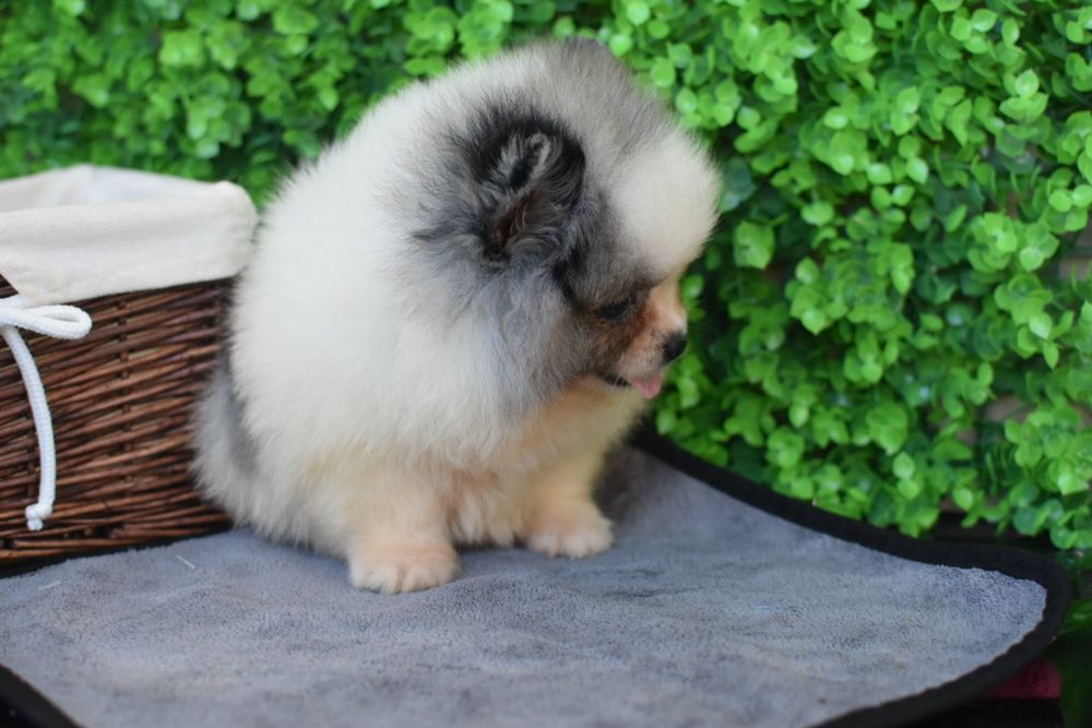 Мерле дівчинка шпіц