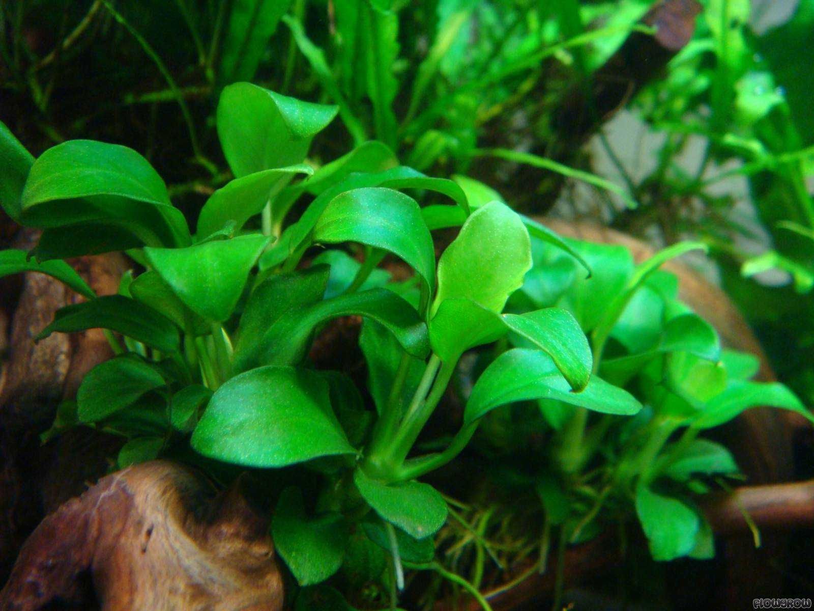Anúbias Barteri Gigantea Nana Mini Lanceolata - plantas fáceis - Neons