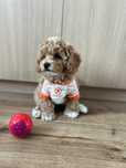 Bichpoo/Poochon/PudelToy/BichonFrise/ nie Malipoo