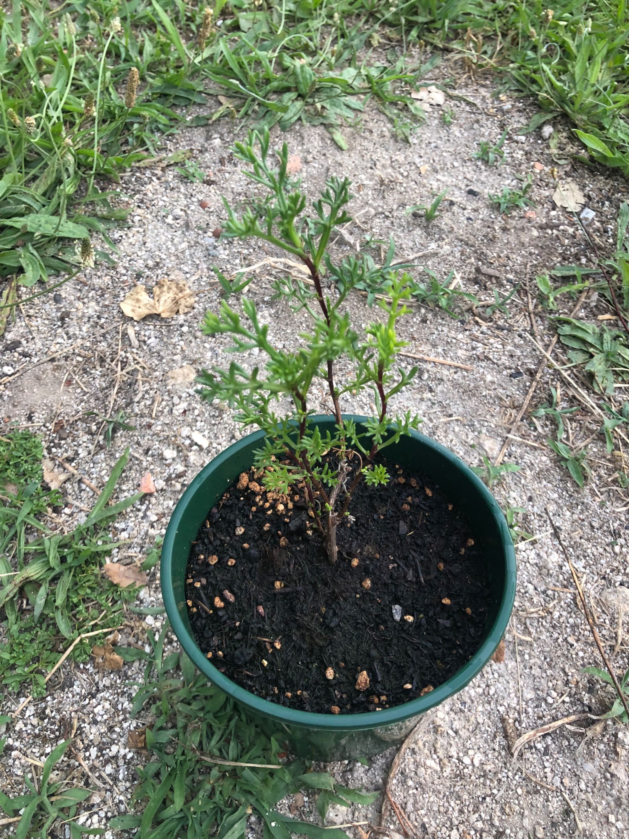 Planta Artemísia annua