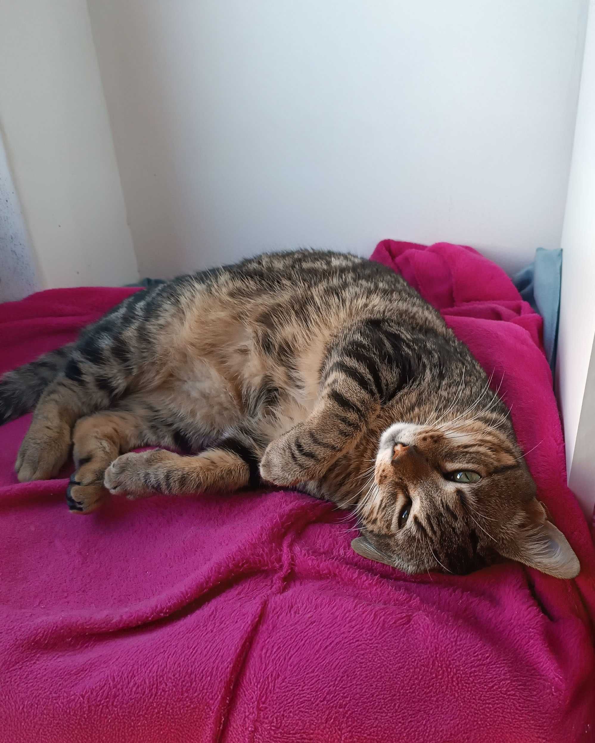Setúbal / Margem Sul / Lisboa — KODI, gatinho para adoção