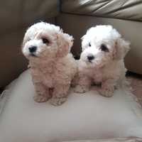 Maltipoo  piesek 8 tyg gotowy do odbioru