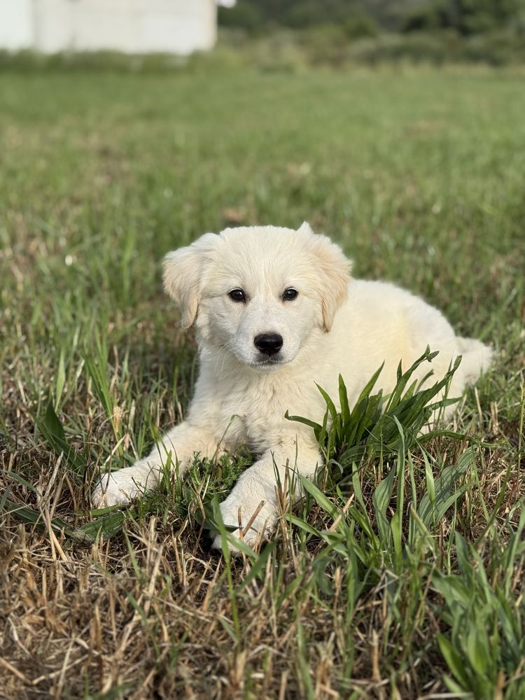 Golden Retriever fêmea
