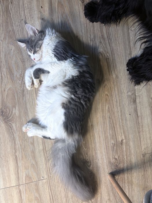 Kotka Maine Coon FPL