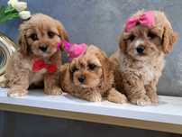 Cavapoo urocza dziewczynka
