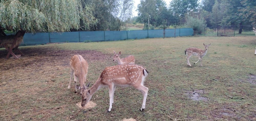 Sprzedam parę danieli