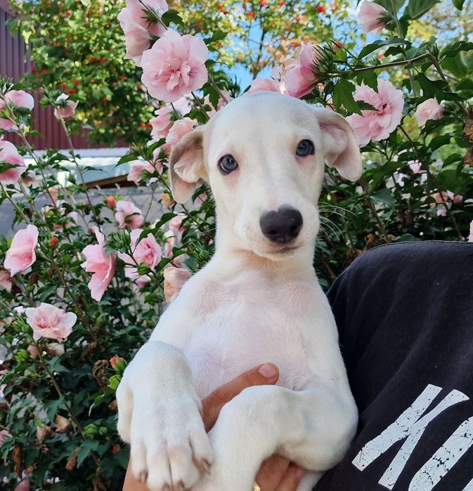 Chart angielski whippet piesek