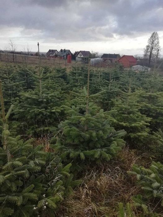 Choinka Jodła kaukaska 1 gatunek ścinana z pola