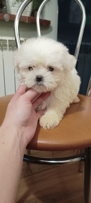 Suczka, mal shi, maltańczyk, shih tzu,