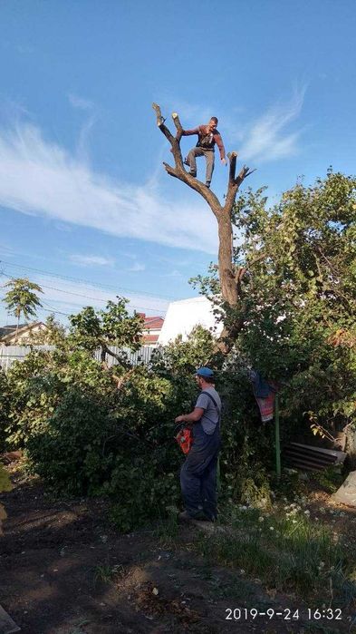 Обрезка деревьев любой сложности,автовышка,альпинисты,все аккуратно.