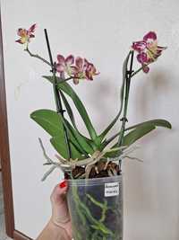 Орхидея орхідея Полуничний чизкейк