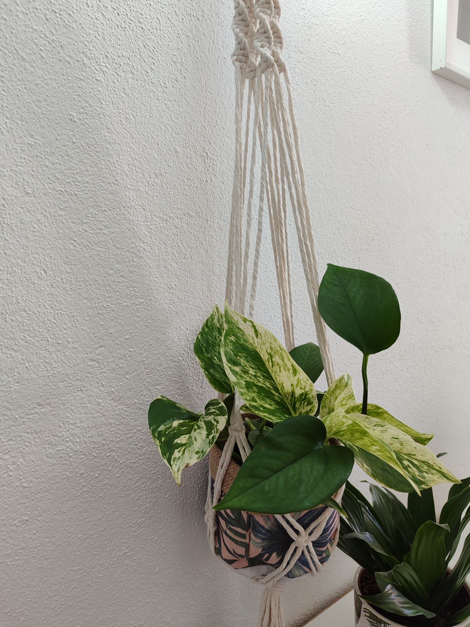 Suporte plantas macramé