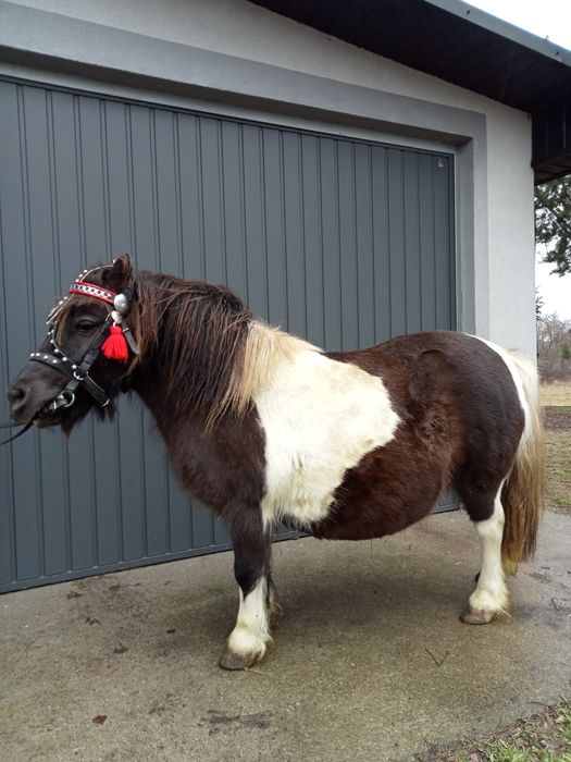 Kucyk  kucyki grzeczne