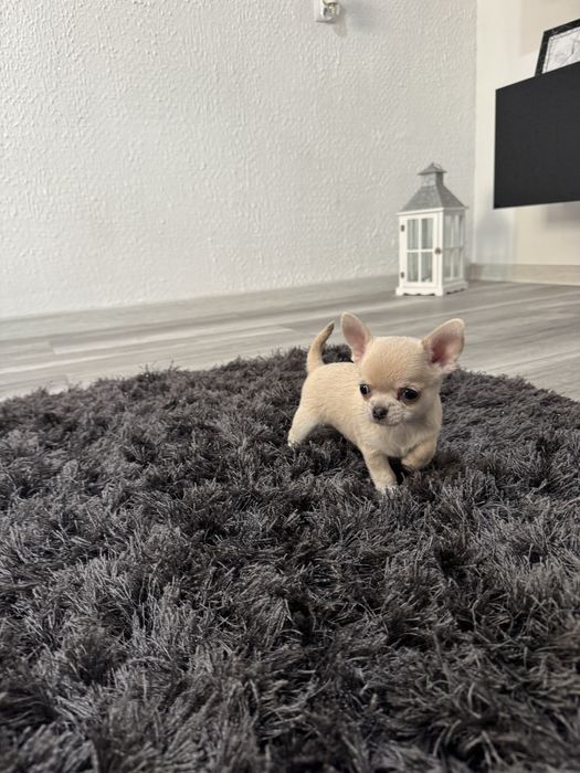 chihuahua krótkowłosy piesek