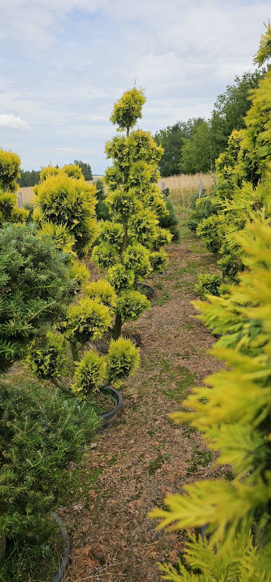 Bonsai tuja forever Gold oraz yellow ribbo
