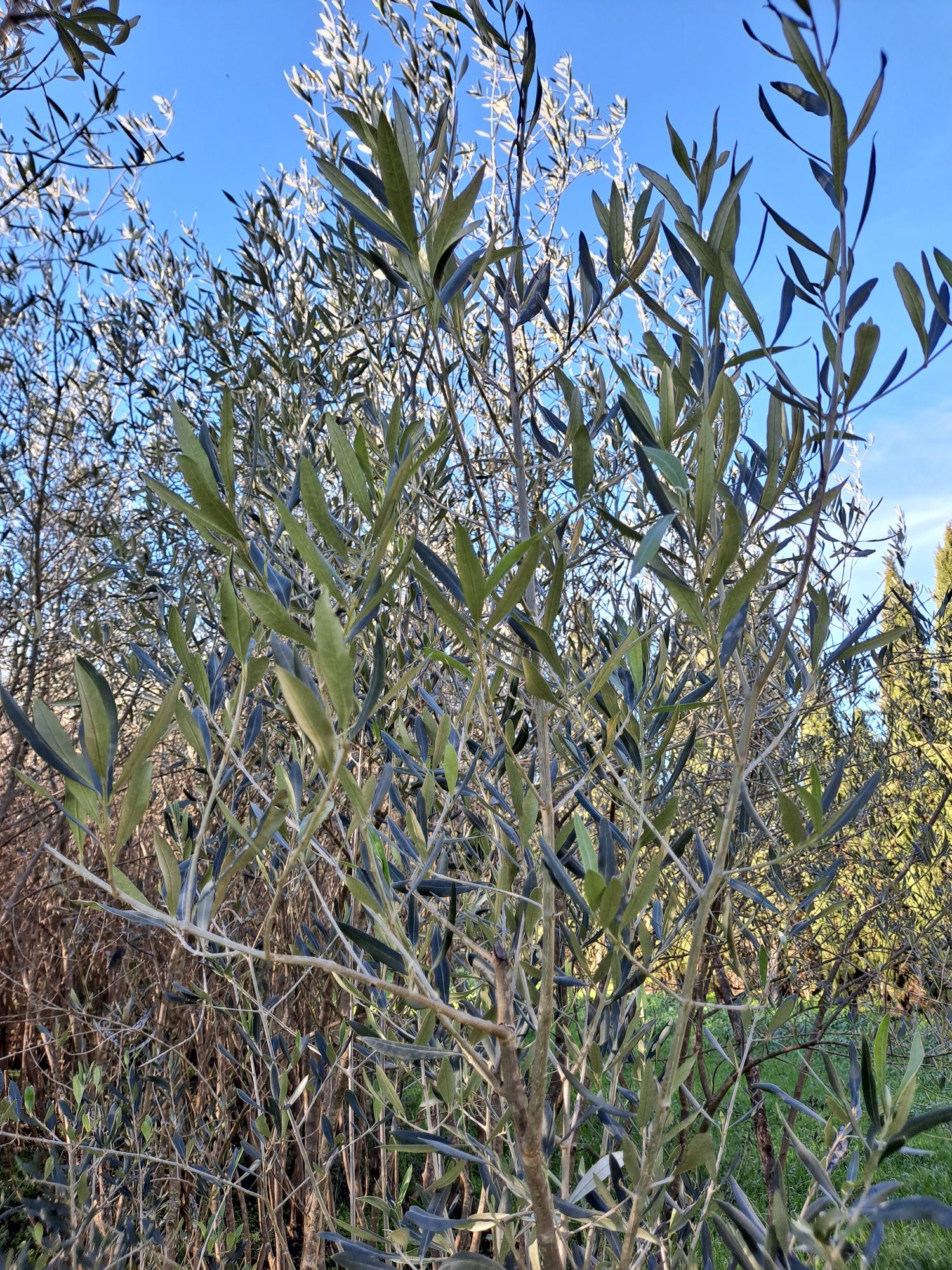 Oliveiras c/8 anos para plantações