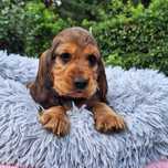 Cocker spaniel angielski