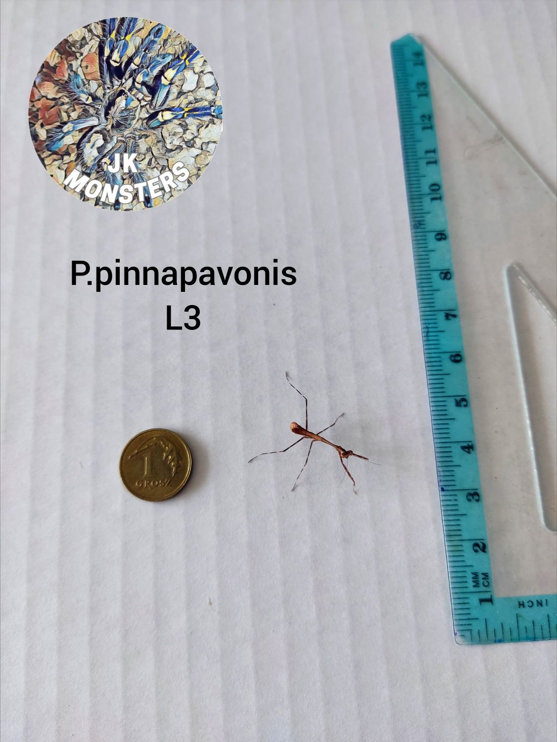 Modliszka Pseudempusa pinnapavonis (pawia) +gratisy