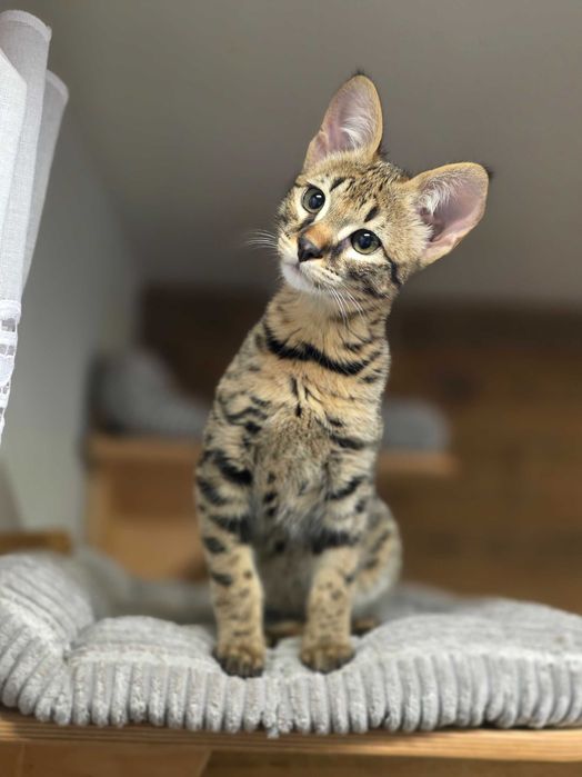 Mavi, Wyjątkowa Savannah. Jedyna F2 w Polsce