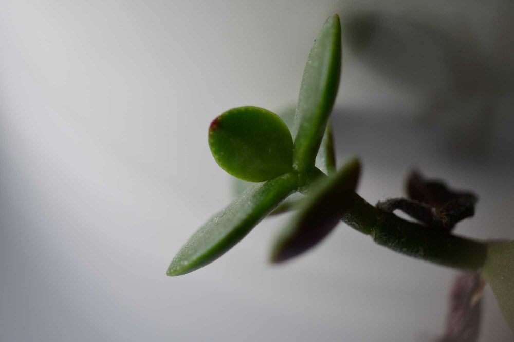 Sigma 150mm f/2.8 APO MACRO DG HSM - Nikon F