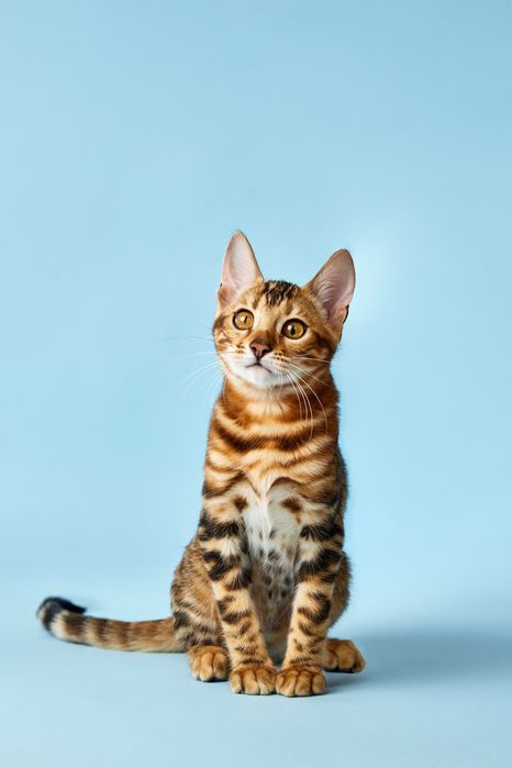 Бенгал, бенгальське кошеня