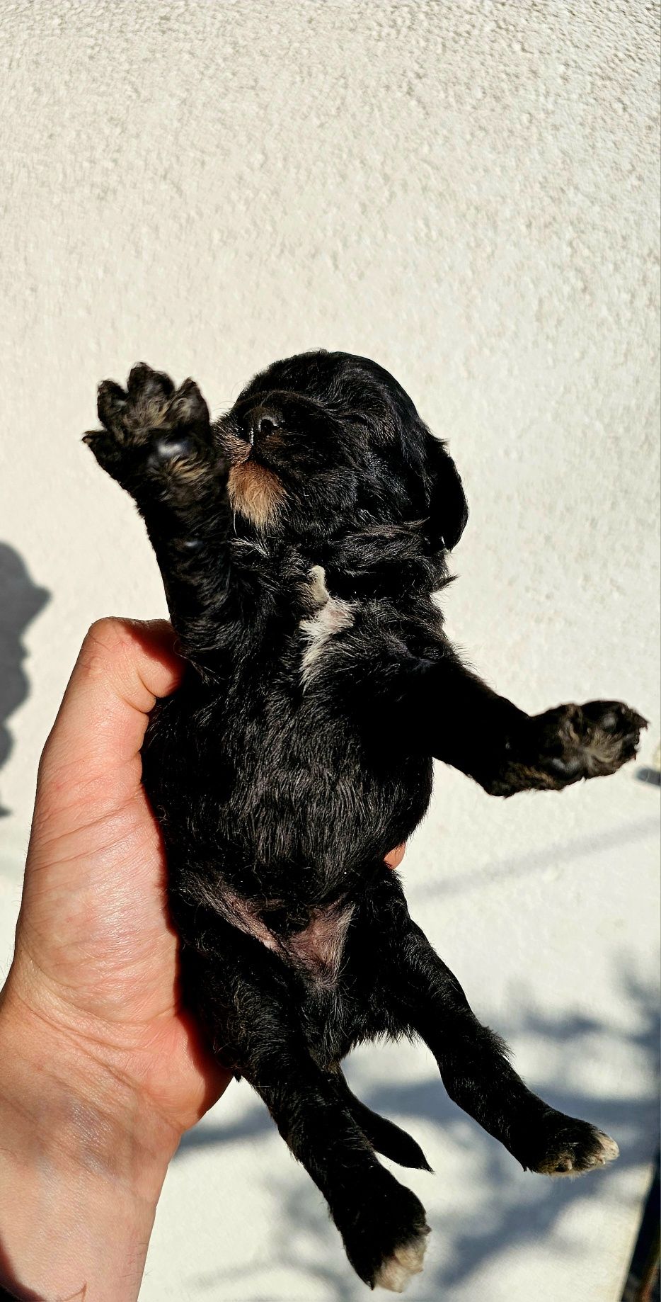 Cavapoo  f1 mini piesek piękne kolory