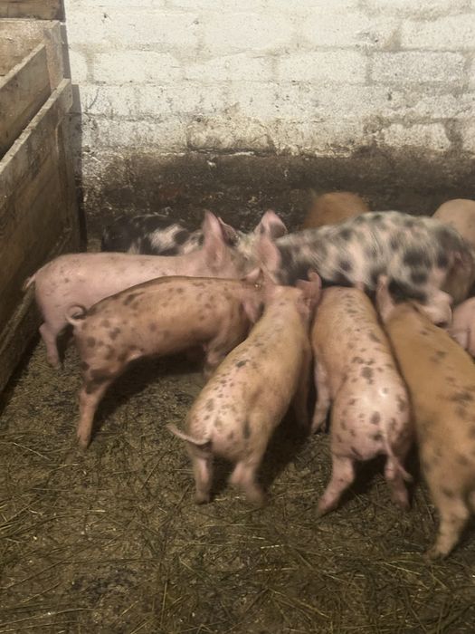 Продам поросят , вік 1 місяць 1 тиждень