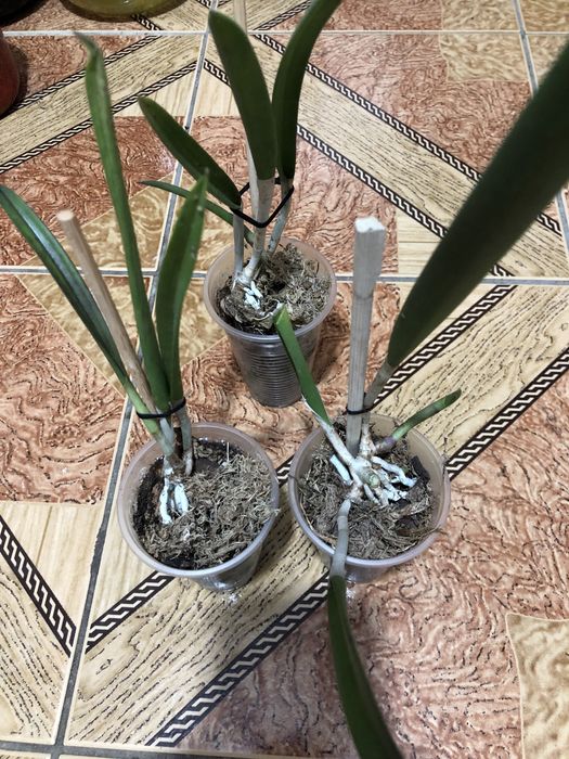 Орхідея каттлея брассавола